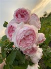 The Wedgwood Rose (ЗЕ ВЕДЖВУД РОУЗ) 153 - фото 4550