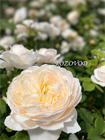 Crocus Rose® (Крокус Роуз) 055 - фото 4750