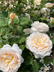 Crocus Rose® (Крокус Роуз) 055 - фото 4751